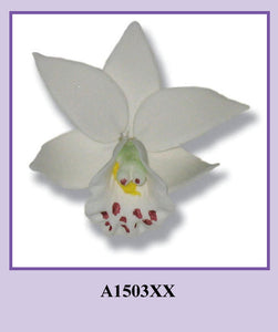 Cymbidium Orchid