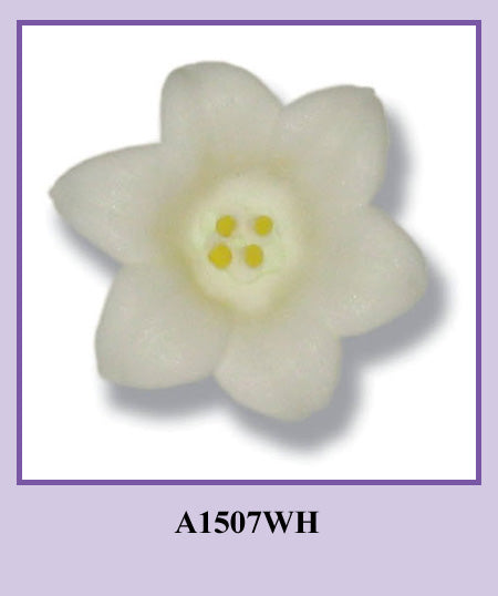 MLG.  Easter Lily - White